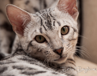 Bengal cat silber rosetted